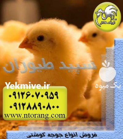 فروش جوجه مرغ گوشتی جوجه یکروزه در گروه مرغ و خروس و بوقلمون و اردک قو قاز در یکمیوه -عکس3