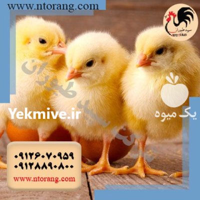 فروش جوجه یکروزه راس فروش جوجه در تهران در گروه مرغ و خروس و بوقلمون و اردک قو قاز در یکمیوه -عکس1