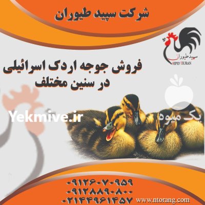 جوجه اردک در تمامی سنین قیمت در تهران در گروه مرغ و خروس و بوقلمون و اردک قو قاز در یکمیوه -عکس1