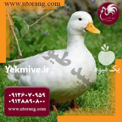 جوجه اردک در تمامی سنین قیمت در تهران در گروه مرغ و خروس و بوقلمون و اردک قو قاز در یکمیوه -عکس4