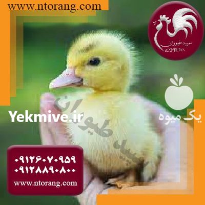 قیمت جوجه اردک 30 روزه قیمت جوجه اردک روزه طیور در تهران در گروه مرغ و خروس و بوقلمون و اردک قو قاز در یکمیوه -عکس1