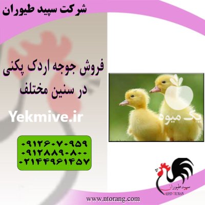 قیمت جوجه اردک 30 روزه قیمت جوجه اردک روزه طیور در تهران در گروه مرغ و خروس و بوقلمون و اردک قو قاز در یکمیوه -عکس3