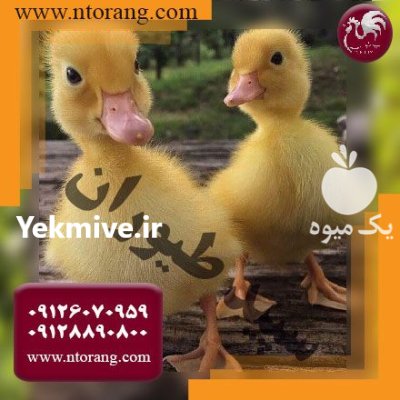 قیمت جوجه اردک 30 روزه قیمت جوجه اردک روزه طیور در تهران در گروه مرغ و خروس و بوقلمون و اردک قو قاز در یکمیوه -عکس4