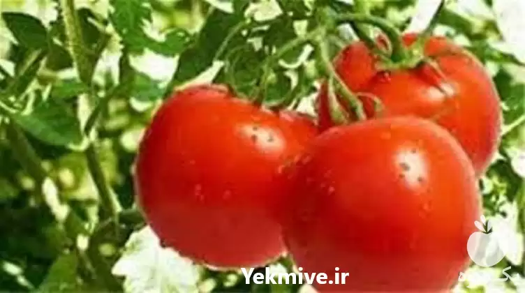 قیمت خرید بذر گوجه بریویو در یزد در گروه خرید و فروش بذر گوجه در یکمیوه -عکس1