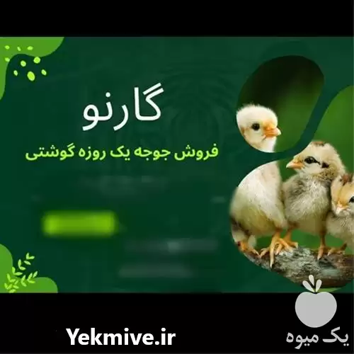 قیمت خرید مستقیم جوجه ارین پیگیر در رشت در گروه مرغ و خروس و بوقلمون و اردک قو قاز در یکمیوه -عکس1