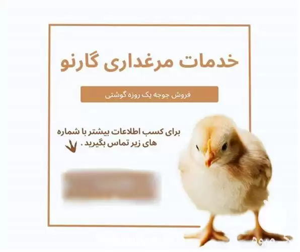 فروش مستقیم جوجه راس کیمیا در رشت در گروه مرغ و خروس و بوقلمون و اردک قو قاز در یکمیوه -عکس1