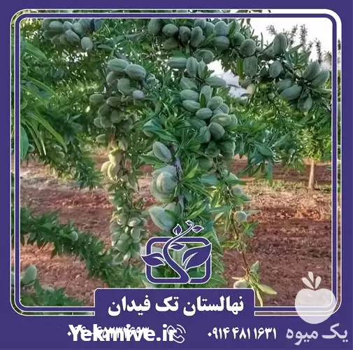 فروش خرید و قیمت نهال بادام در ارومیه در گروه خرید و فروش نهال بادام در یکمیوه -عکس1