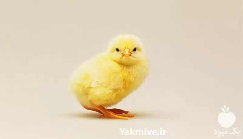 فروش دستگاه تولید جوجه یک روزه در شیراز در گروه تجهیزات مرغداری در یکمیوه -عکس1