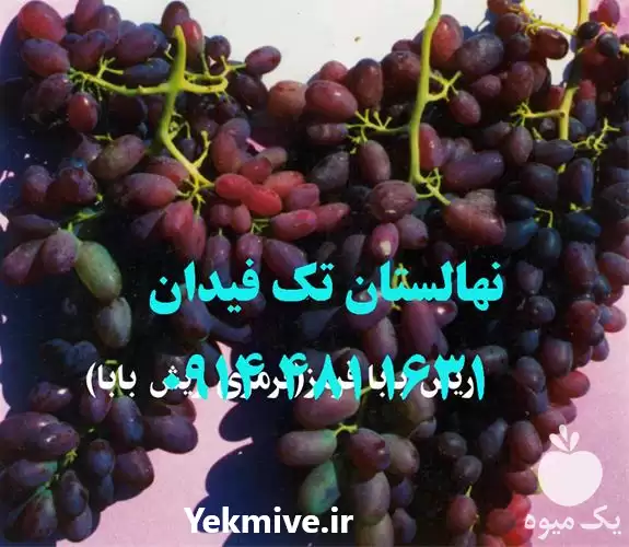 فروش خرید قیمت نهال انگور ریش در ارومیه در گروه خرید و فروش نهال انگور در یکمیوه -عکس1