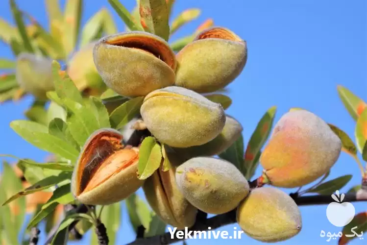 قیمت خرید نهال بادام در ارومیه در گروه خرید و فروش نهال بادام در یکمیوه -عکس1