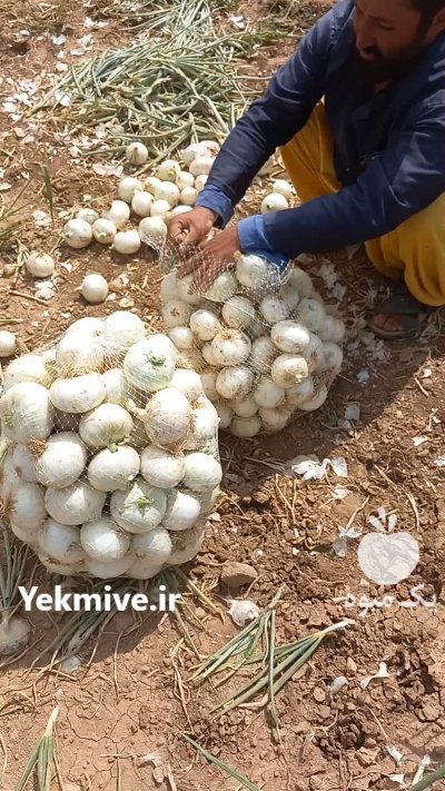 پیاز سفید در حنا در گروه خرید و فروش پیاز در یکمیوه -عکس2