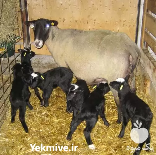 قیمت خرید گوسفند در اصفهان در گروه گاو و گوسفند و میش و بز کهره گوساله در یکمیوه -عکس1