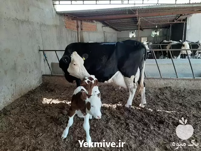 قیمت خرید گوساله پرواری در خرم‌ آباد در گروه گاو و گوسفند و میش و بز کهره گوساله در یکمیوه -عکس1