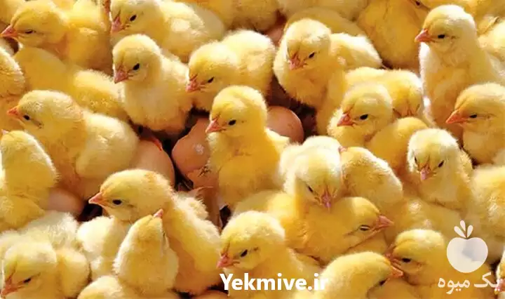 فروش انواع جوجه گوشتی یک روز در گروه مرغ و خروس و بوقلمون و اردک قو قاز در یکمیوه -عکس1