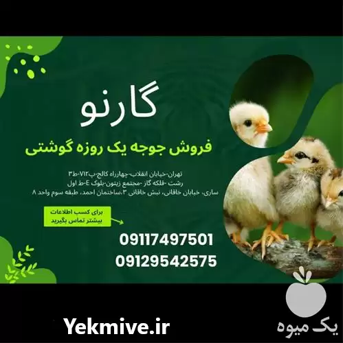 قیمت خرید مستقیم جوجه راس آیدا در رشت در گروه مرغ و خروس و بوقلمون و اردک قو قاز در یکمیوه -عکس1
