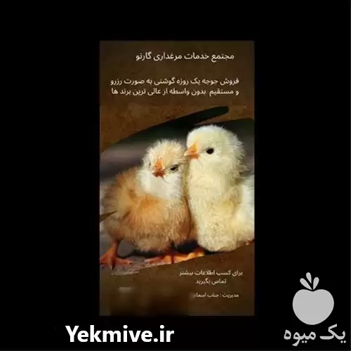 قیمت خرید مستقیم جوجه ارین در رشت در گروه مرغ و خروس و بوقلمون و اردک قو قاز در یکمیوه -عکس1