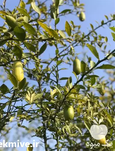 قیمت خرید پخش نهال فینگر لایم در گروه خرید و فروش نهال در یکمیوه -عکس1