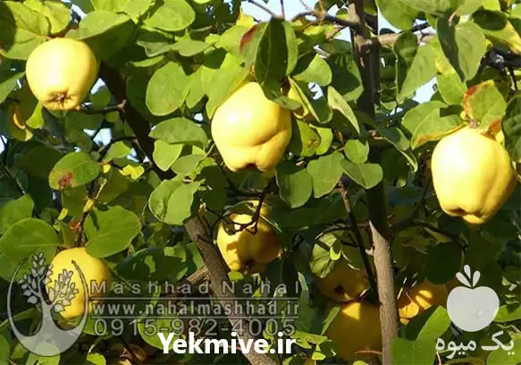 فروش نهال به با کیفیت در گروه خرید و فروش نهال به در یکمیوه -عکس1