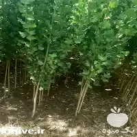 قیمت خرید نهال صنوبر در گروه خرید و فروش نهال صنوبر در یکمیوه