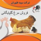 فروش جوجه محلی گلپایگان روزه طیور در تهران در گروه مرغ و خروس و بوقلمون و اردک قو قاز در یکمیوه