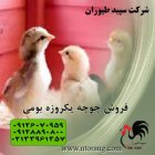 فروش جوجه یکروزه محلی جوجه اصلاح شده در تهران در گروه مرغ و خروس و بوقلمون و اردک قو قاز در یکمیوه