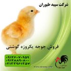 فروش جوجه مرغ گوشتی جوجه یکروزه در گروه مرغ و خروس و بوقلمون و اردک قو قاز در یکمیوه