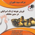 جوجه اردک در تمامی سنین قیمت در تهران در گروه مرغ و خروس و بوقلمون و اردک قو قاز در یکمیوه