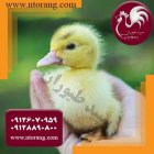 قیمت جوجه اردک 30 روزه قیمت جوجه اردک روزه طیور در تهران در گروه مرغ و خروس و بوقلمون و اردک قو قاز در یکمیوه