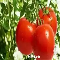 قیمت خرید بذر گوجه بریویو در یزد در گروه خرید و فروش بذر گوجه در یکمیوه