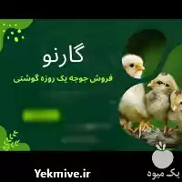 قیمت خرید مستقیم جوجه ارین پیگیر در رشت در گروه مرغ و خروس و بوقلمون و اردک قو قاز در یکمیوه