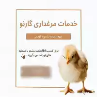 فروش مستقیم جوجه راس کیمیا در رشت در گروه مرغ و خروس و بوقلمون و اردک قو قاز در یکمیوه