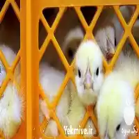 فروش انواع جوجه گوشتی یک روزه در گروه مرغ و خروس و بوقلمون و اردک قو قاز در یکمیوه