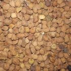 نخود درجه یک برای کاشتن تخملیخ در تبریز در گروه خرید و فروش غلات و حبوبات در یکمیوه