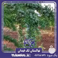 فروش خرید و قیمت نهال بادام در ارومیه در گروه خرید و فروش نهال بادام در یکمیوه