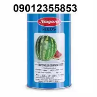 قیمت بذر هندوانه نیاگارا پرفروش اصل در گروه خرید و فروش بذر هندوانه در یکمیوه