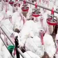 قیمت خرید جوجه یک روزه بوقلمون در ارومیه در گروه مرغ و خروس و بوقلمون و اردک قو قاز در یکمیوه