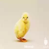 فروش دستگاه تولید جوجه یک روزه در شیراز در گروه تجهیزات مرغداری در یکمیوه