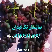 فروش خرید قیمت نهال انگور ریش در ارومیه در گروه خرید و فروش نهال انگور در یکمیوه