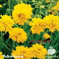 گل کروپسیس در ساری در گروه خرید و فروش گیاهان زینتی در یکمیوه