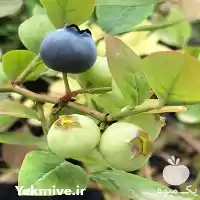 نهال بلوبری در سایزهای مختلف در ساری در گروه خرید و فروش نهال بلوبری در یکمیوه