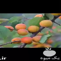 فروش ارائه درخت زردالو واریته مازندران در ساری در گروه خرید و فروش نهالستان در یکمیوه