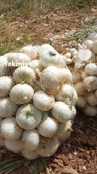 پیاز سفید در حنا در گروه خرید و فروش پیاز در یکمیوه