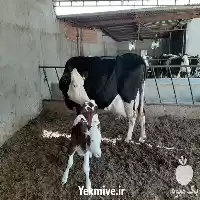 قیمت خرید گوساله پرواری در خرم‌ آباد در گروه گاو و گوسفند و میش و بز کهره گوساله در یکمیوه