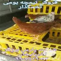 قیمت خرید بهترین نژاد مرغ تخمگذار در ارومیه در گروه مرغ و خروس و بوقلمون و اردک قو قاز در یکمیوه