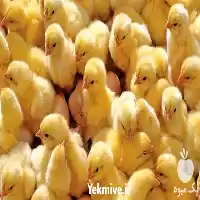 فروش انواع جوجه گوشتی یک روز در گروه مرغ و خروس و بوقلمون و اردک قو قاز در یکمیوه