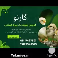 قیمت خرید مستقیم جوجه راس آیدا در رشت در گروه مرغ و خروس و بوقلمون و اردک قو قاز در یکمیوه