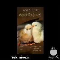 قیمت خرید مستقیم جوجه ارین در رشت در گروه مرغ و خروس و بوقلمون و اردک قو قاز در یکمیوه
