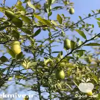 قیمت خرید پخش نهال فینگر لایم