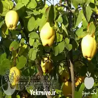 فروش نهال به با کیفیت در گروه خرید و فروش نهال به در یکمیوه
