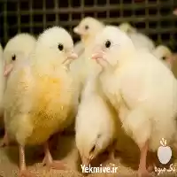 فروش انواع جوجه گوشتی یک روزه در گروه مرغ و خروس و بوقلمون و اردک قو قاز در یکمیوه